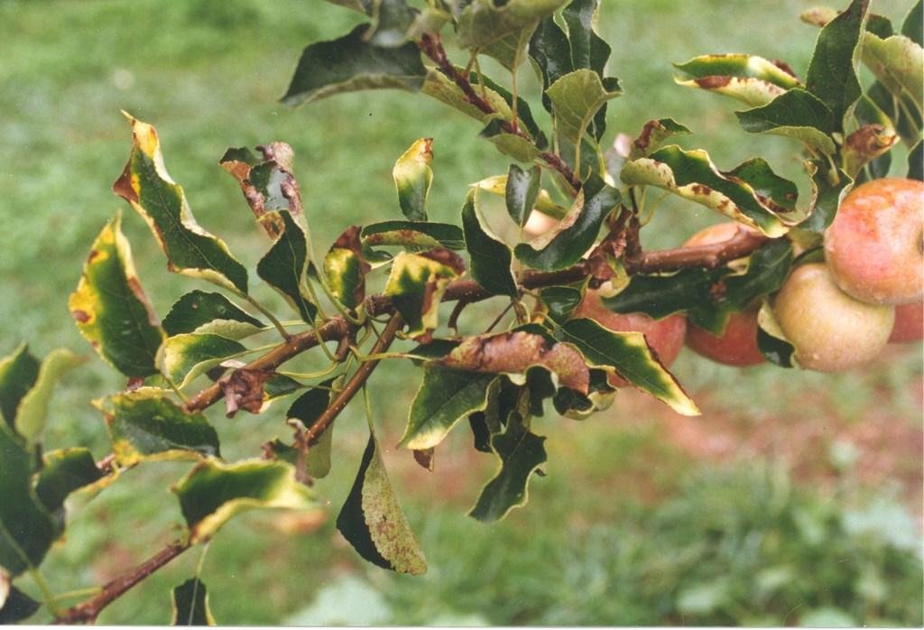 Реанимация засохшей яблони: рекомендации садоводов