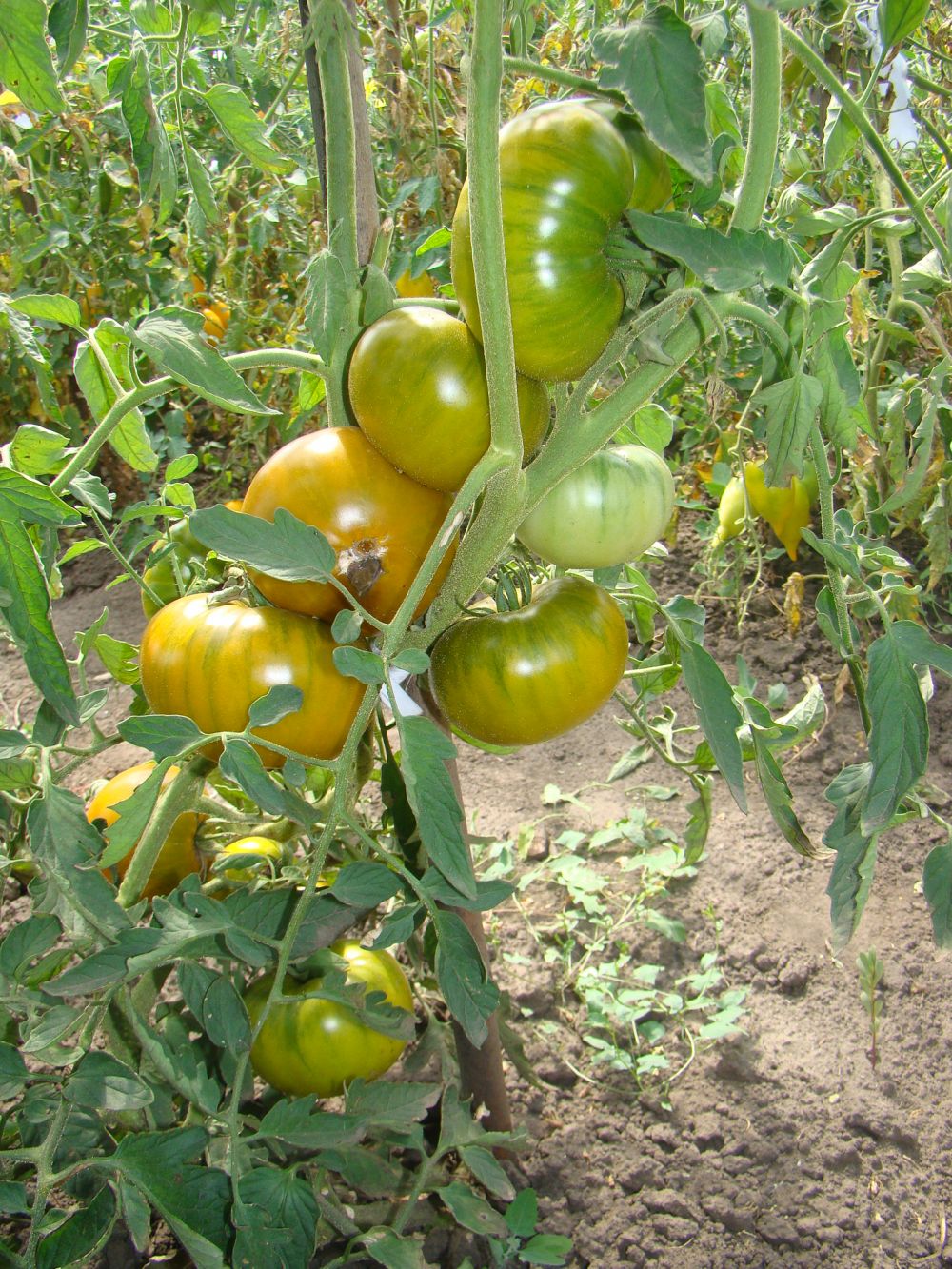 Томат «малахитовая шкатулка»: описание сорта, фото и основные особенности помидора русский фермер