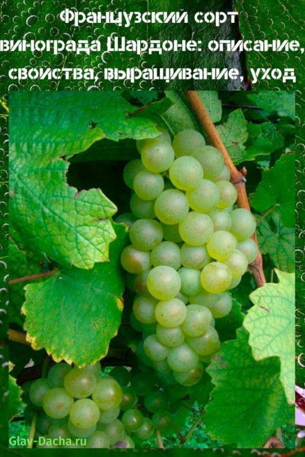 Виноград агат донской: описание сорта, фото