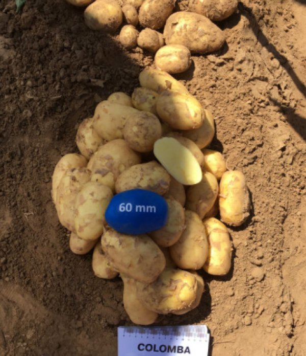 Сорт картофеля «коломбо» («коломба»): характеристика, секреты успешного выращивания