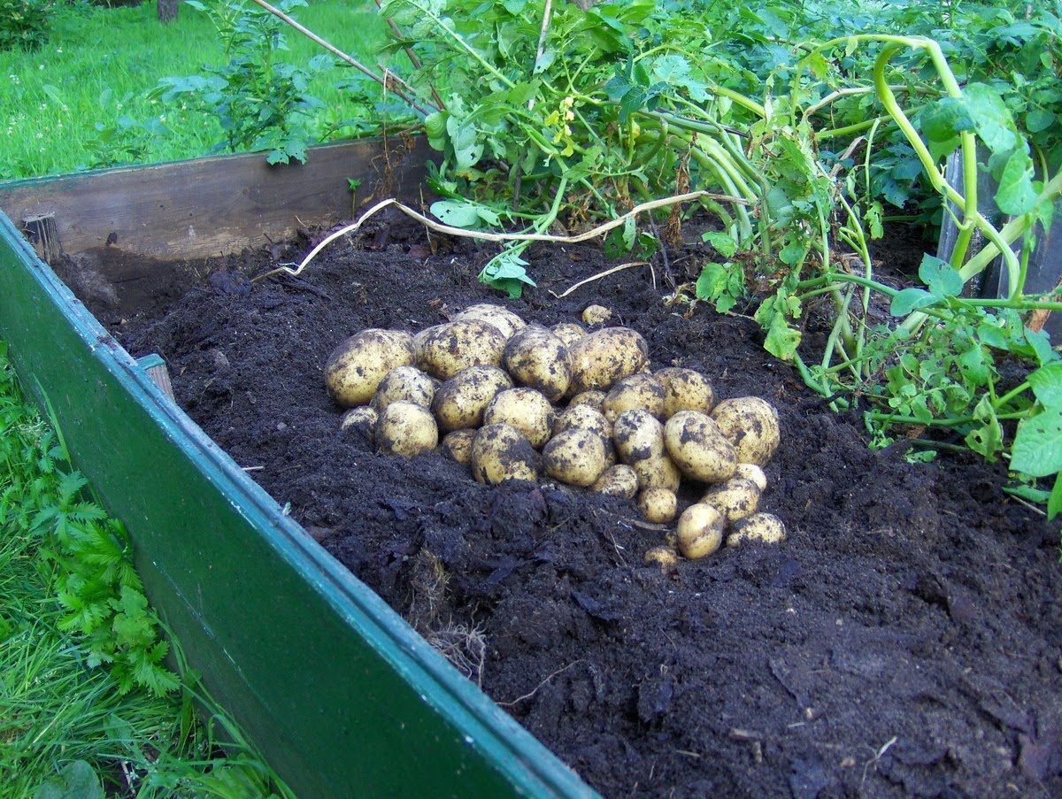 Рассада картофеля из семян: когда сажать в 2021, как вырастить |
