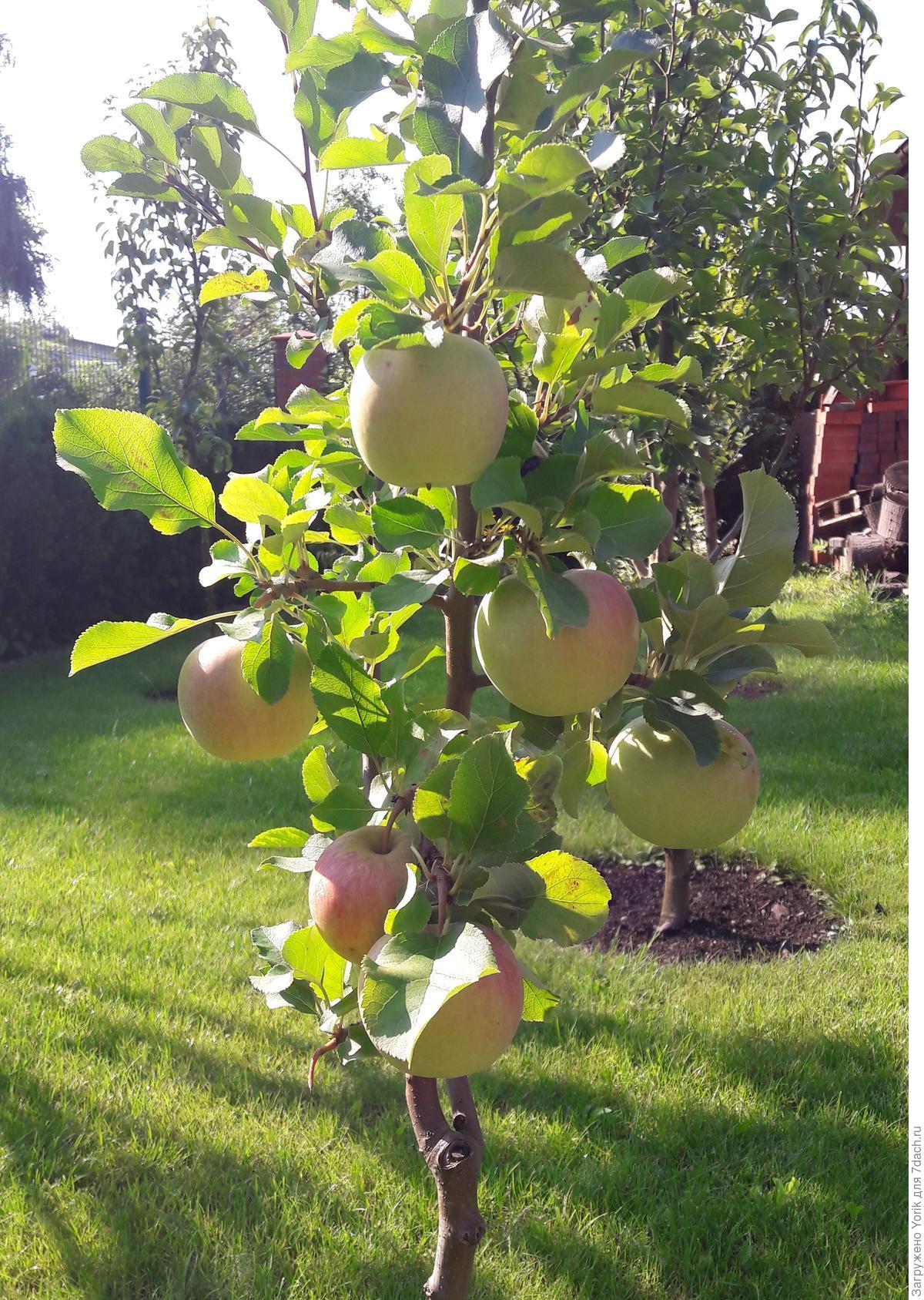 Характеристика яблони летнего сорта яблочный спас. сорт яблони яблочный спас описание и общая информация о дереве