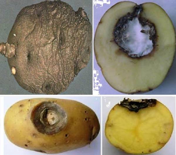 Рак картофеля: симптомы болезни, методы профилактики и борьбы