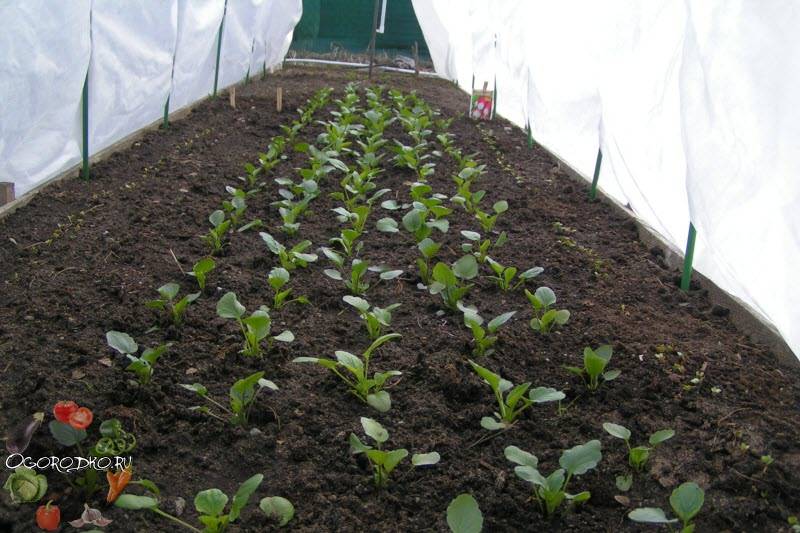Выращивание редиса в теплице: как правильно сажать, в том числе и зимой на продажу, подготовка семян перед посевом, как часто поливать, а также уход за овощем русский фермер