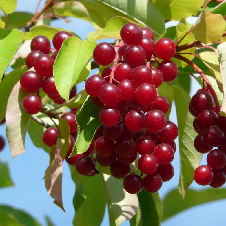 Гибрид черёмухи и вишни: виды, описание, правила выращивания, лучшие сорта, фото, видео