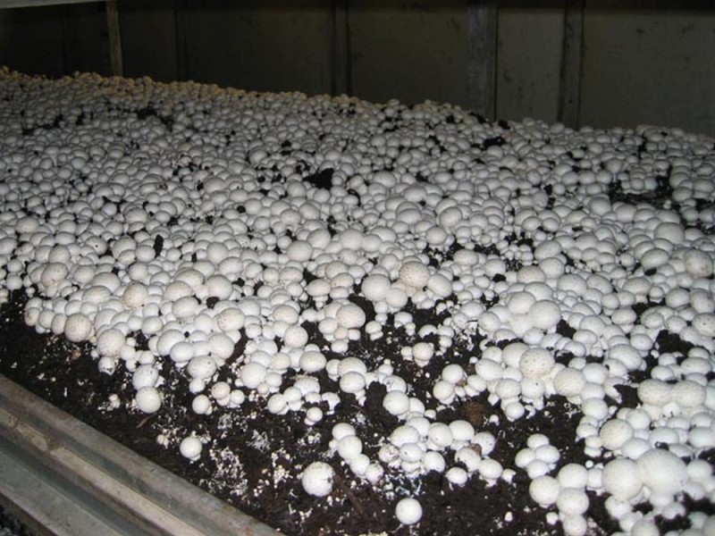 Выращивание грибов в тепличных условиях