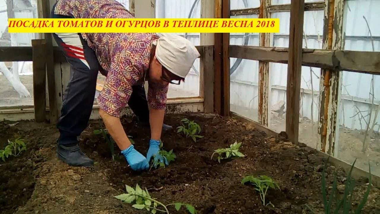 Обработка теплицы из поликарбоната весной перед посадкой растений: правильный порядок профилактических работ
