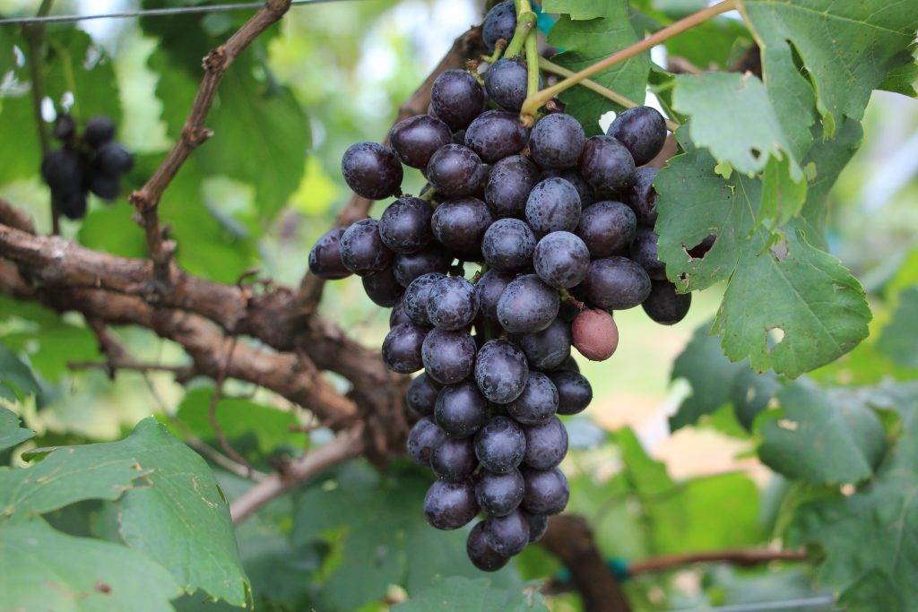 Характеристики и описание винограда сорта Вэлиант, посадка и уход