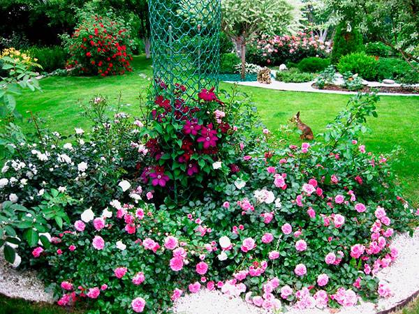 Лучшие сорта почвопокровных розы, правила их посадки и выращивания