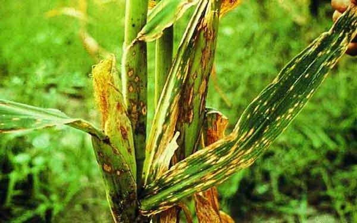Кукуруза: болезни и вредители, описание, лечение, фото