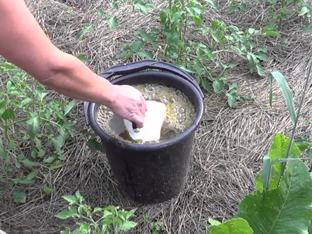 Удобрение крапивой: как сделать, что дает для клубники, помидор, огурцов