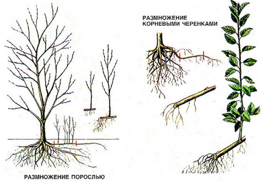 Войлочная вишня: описание с фото. выращивание, посадка, обрезка и уход.