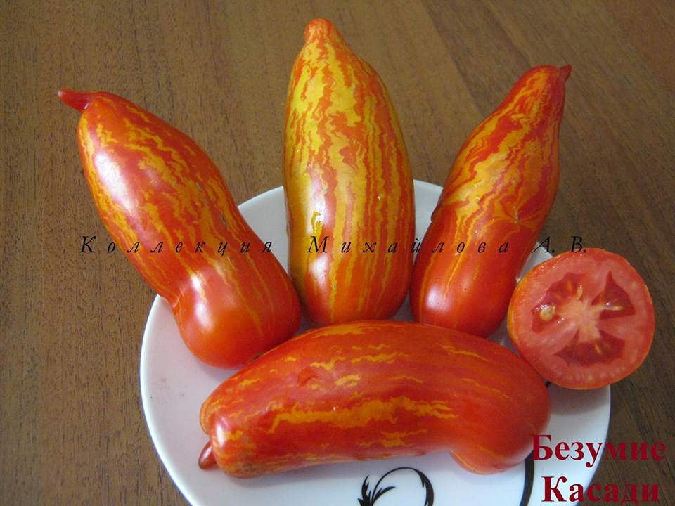 Сорт с невообразимым внешним видом — томат безумие касади: обширное описание помидоров