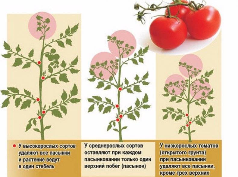 Как пасынковать помидоры – правильно, в теплице, открытом грунте, пошаговое фото, схема, видео