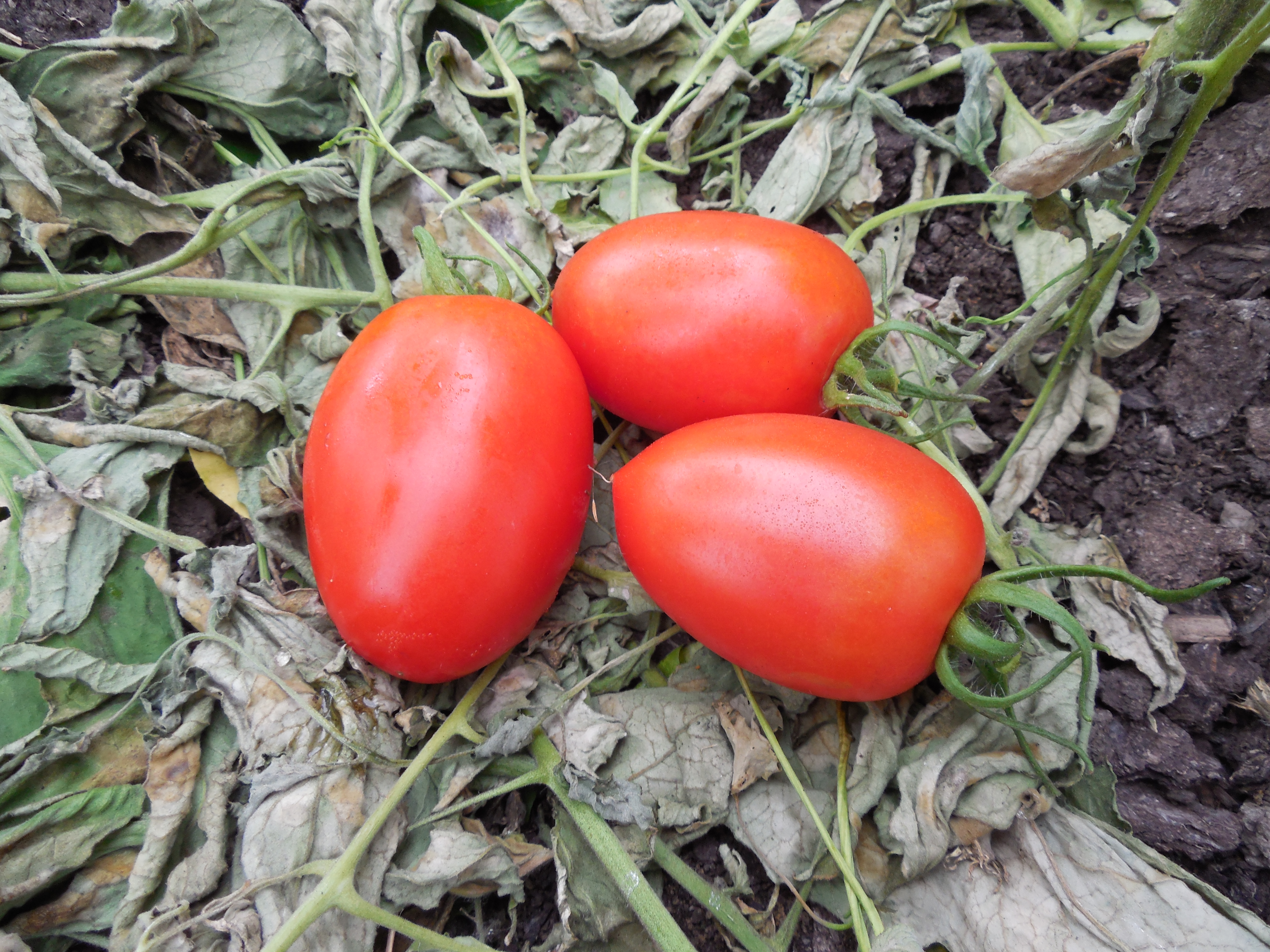 Характеристика 8 видов детерминантного сорта томатов: что это такое, и как овощеводу получить желаемый урожай?