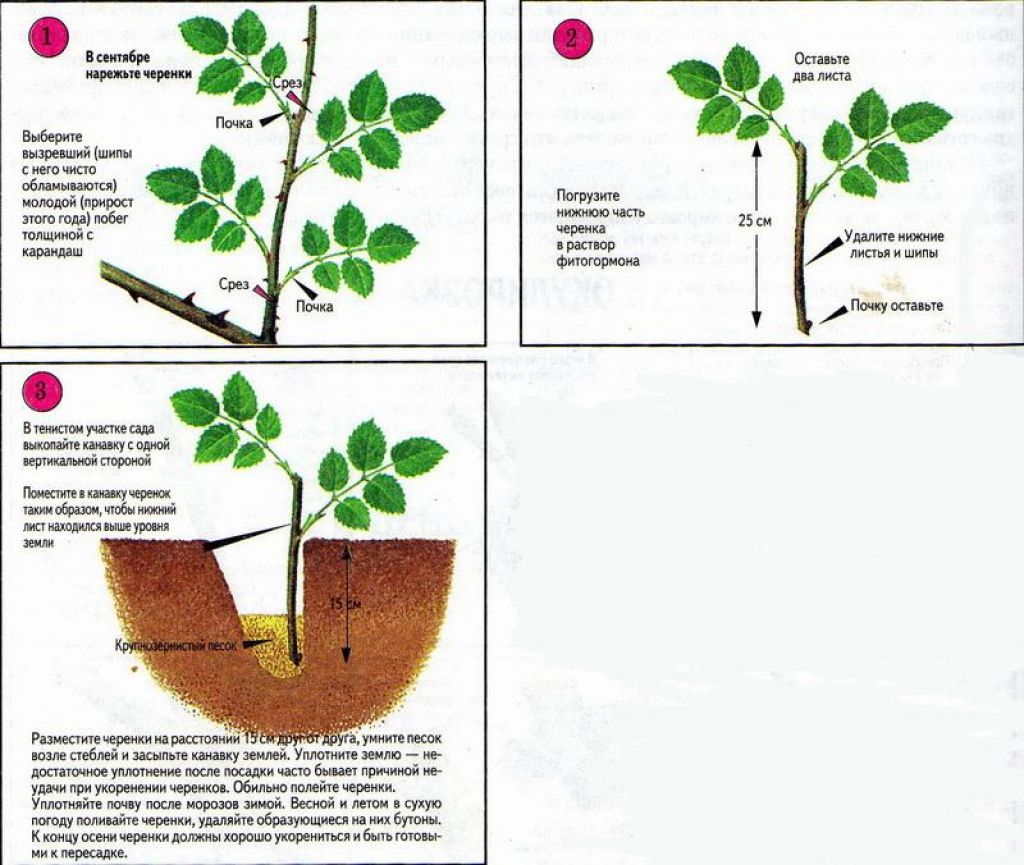 Размножение барбариса черенками, семенами, отводками или делением куста | огородники
