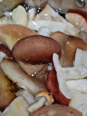 Как солить сыроежки в домашних условиях – грибы синявки рецепты приготовления