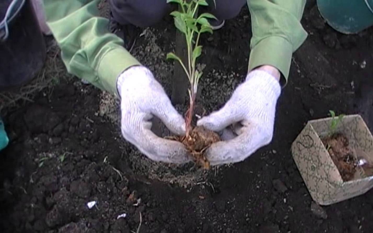 Выращивание однолетних георгинов в открытом грунте
