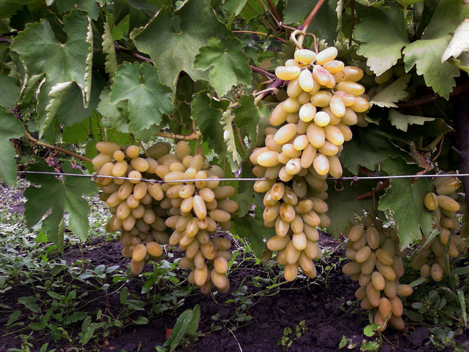 Виноград «лора»: особенности посадки и ухода