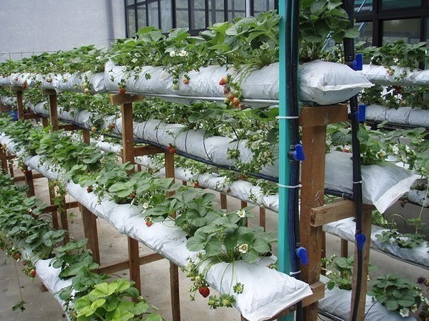 Агротехника выращивания клубники в открытом грунте и теплице