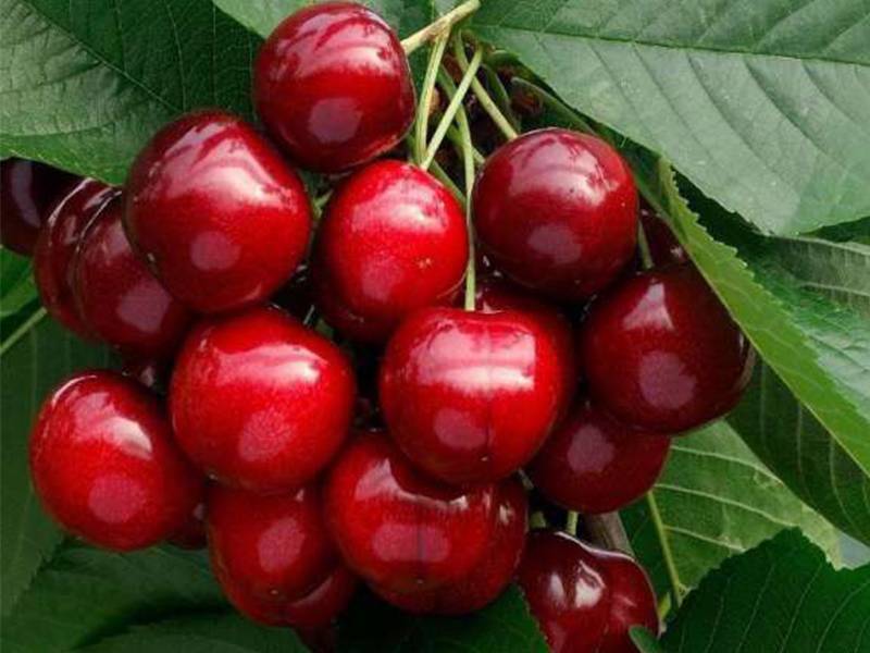 Магалебская вишня: описание и характеристики сорта, выращивание из семян, отзывы