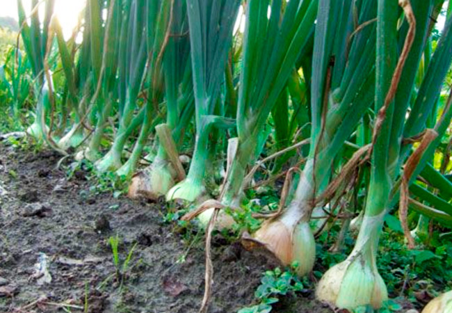 Выращивание репчатого лука из севка. технология, секреты. фото — ботаничка.ru