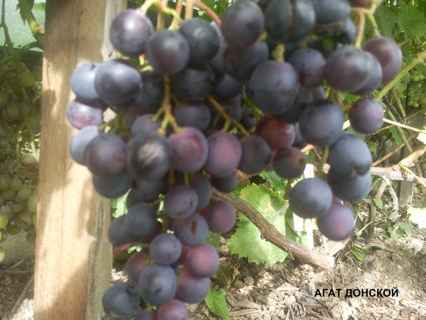 Виноград агат донской: описание сорта, фото и отзывы садоводов