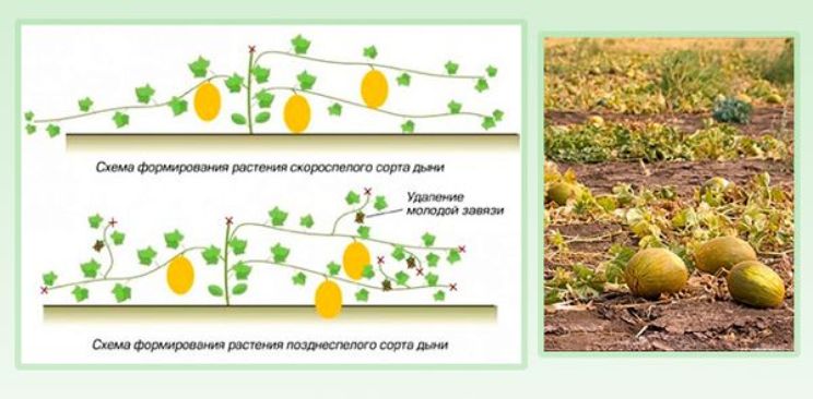 Схема посадки арбузов