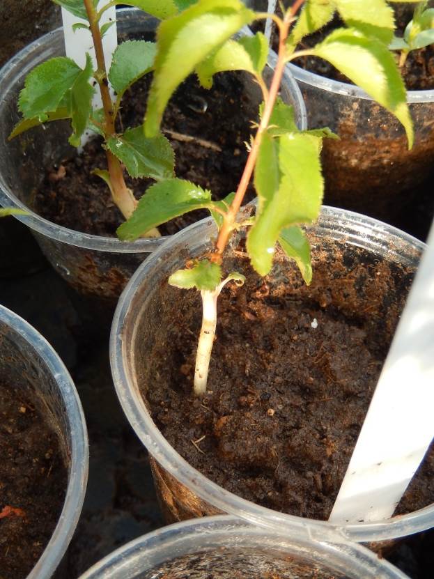 Как вырастить абрикос из косточки в домашних условиях: пошаговая инструкция по посадке и выращиванию своими руками (80 фото)