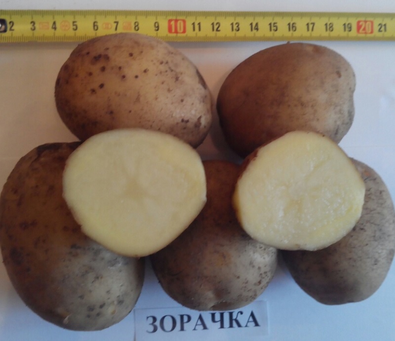 Картофель палац: описание сорта, характеристика и фото клубней, отзывы дачников со стажем