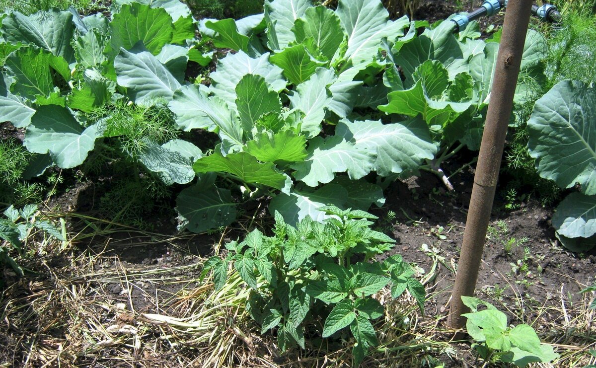 Как правильно сажать капусту через рассаду и семенами в открытый грунт