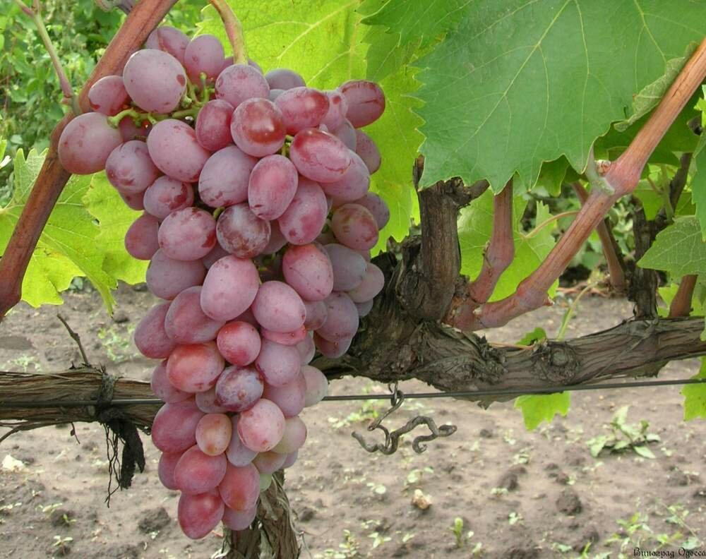 Виноград тайфи: обзор полезных свойств и особенности выращивания
