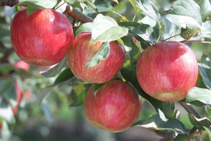 Описание и тонкости выращивания яблони сорта коробовка