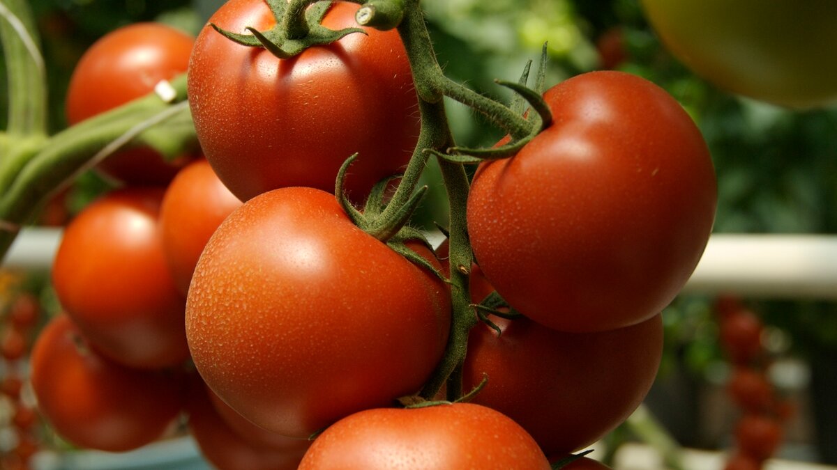 Сорта помидоров наиболее приемлемые для выращивания в донецкой харьковской и луганской области