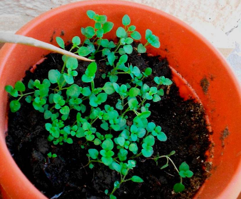 Выращивания тимьяна из семян: посадка и уход в открытый грунт,