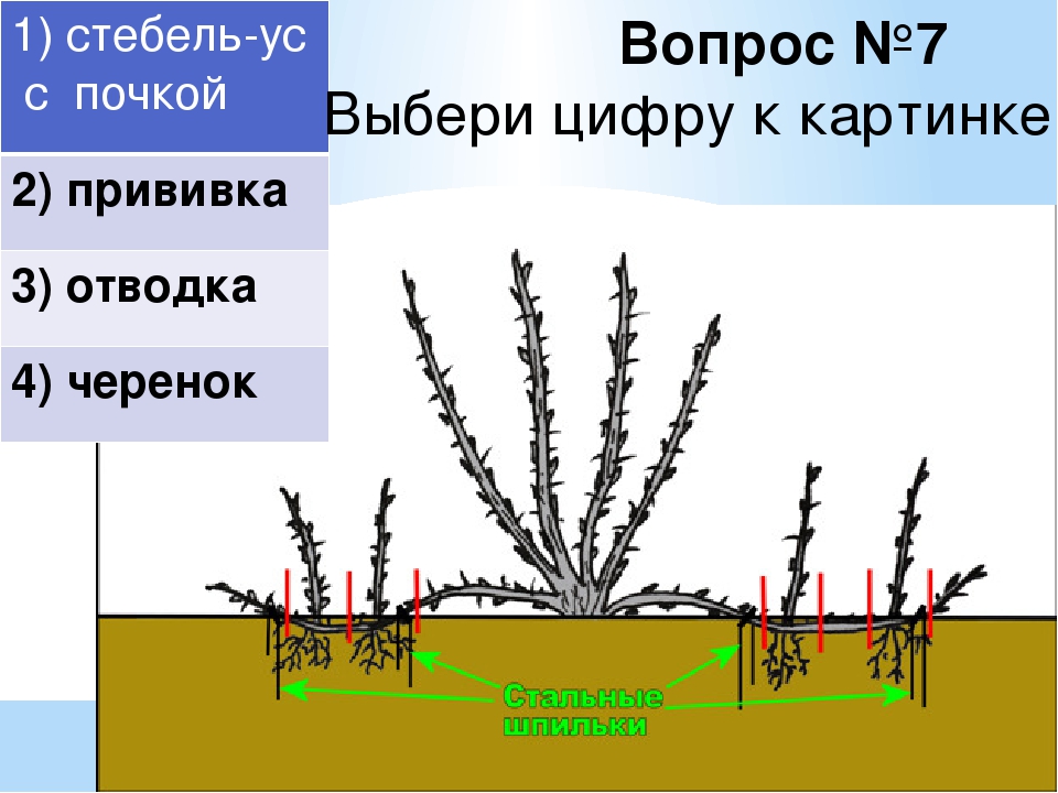 Отводки крыжовника. Размножение крыжовника черенками. Размножение крыжовника отводками. Отводками куста крыжовника.. Размножение отводками куста крыжовника.