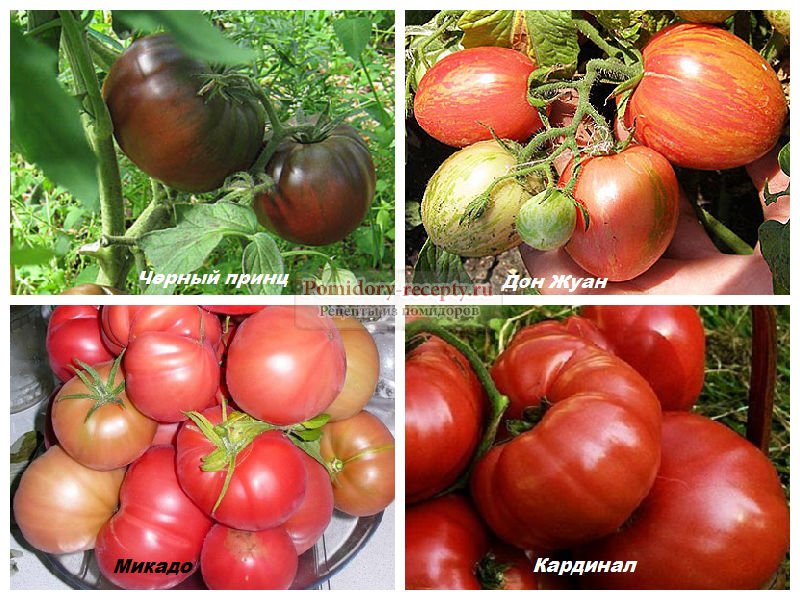 Лучшие сорта помидоров для подмосковья в теплицах: урожайные томаты как сажать, популярное выращивание и отзывы