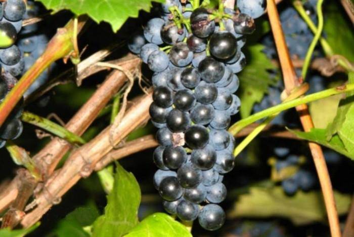Сорт винограда пино нуар