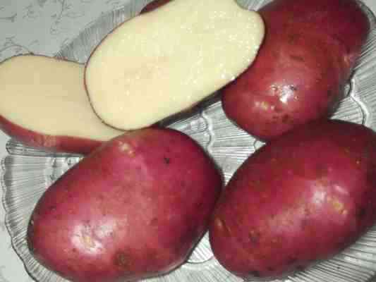 Сорт картофеля рокко. описание, характеристика, фото