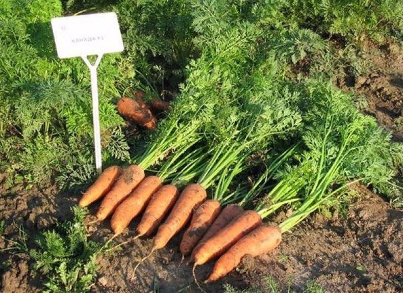 Морковь нандрин f1: отзывы об урожайности и характеристика гибрида, описание вкусовых качеств сорта, фото, срок созревания и рекомендации по выращиванию