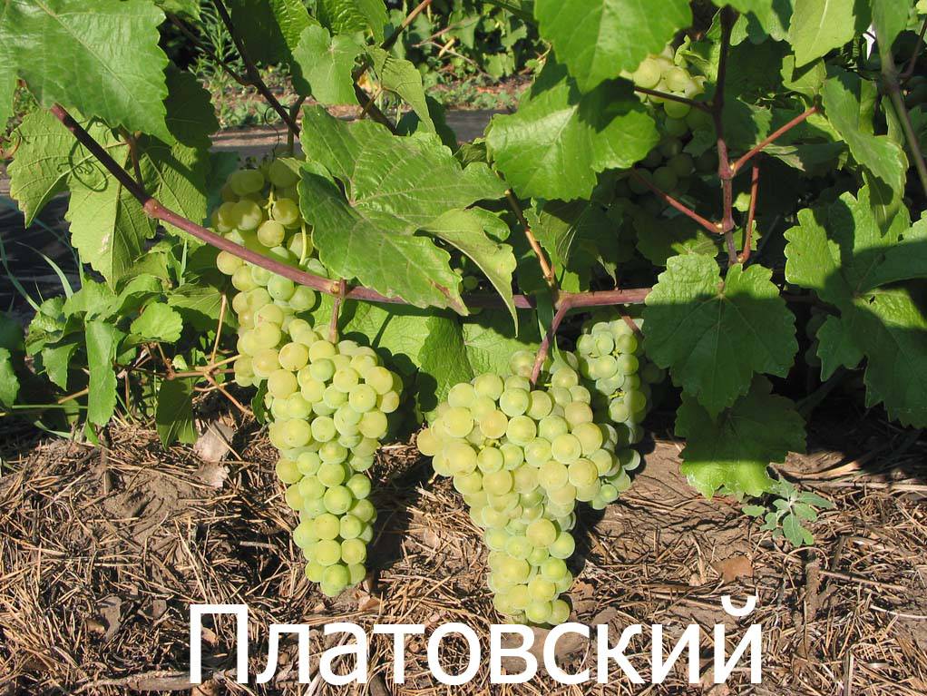 Описание винограда сорта платовский — характеристики, посадка