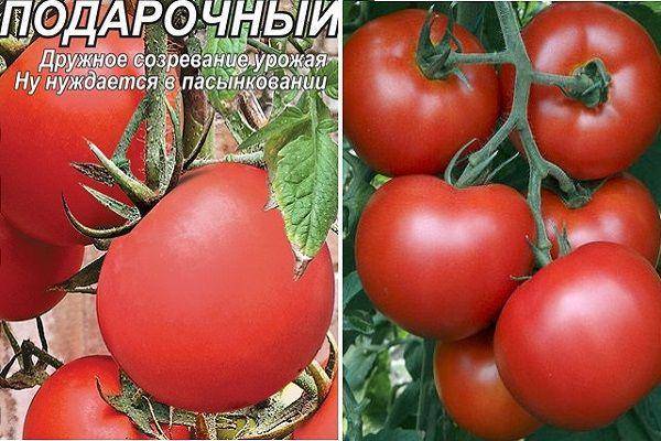 Томат "дубок": характеристика и описание сорта, фото плодов-помидоров, выращивание и уход русский фермер