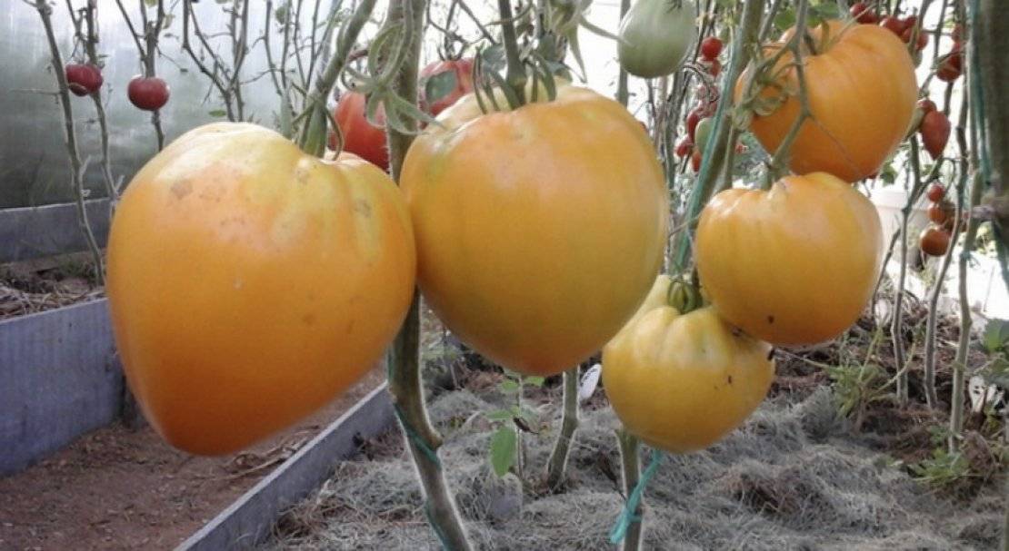 Урожайность томата золотые купола