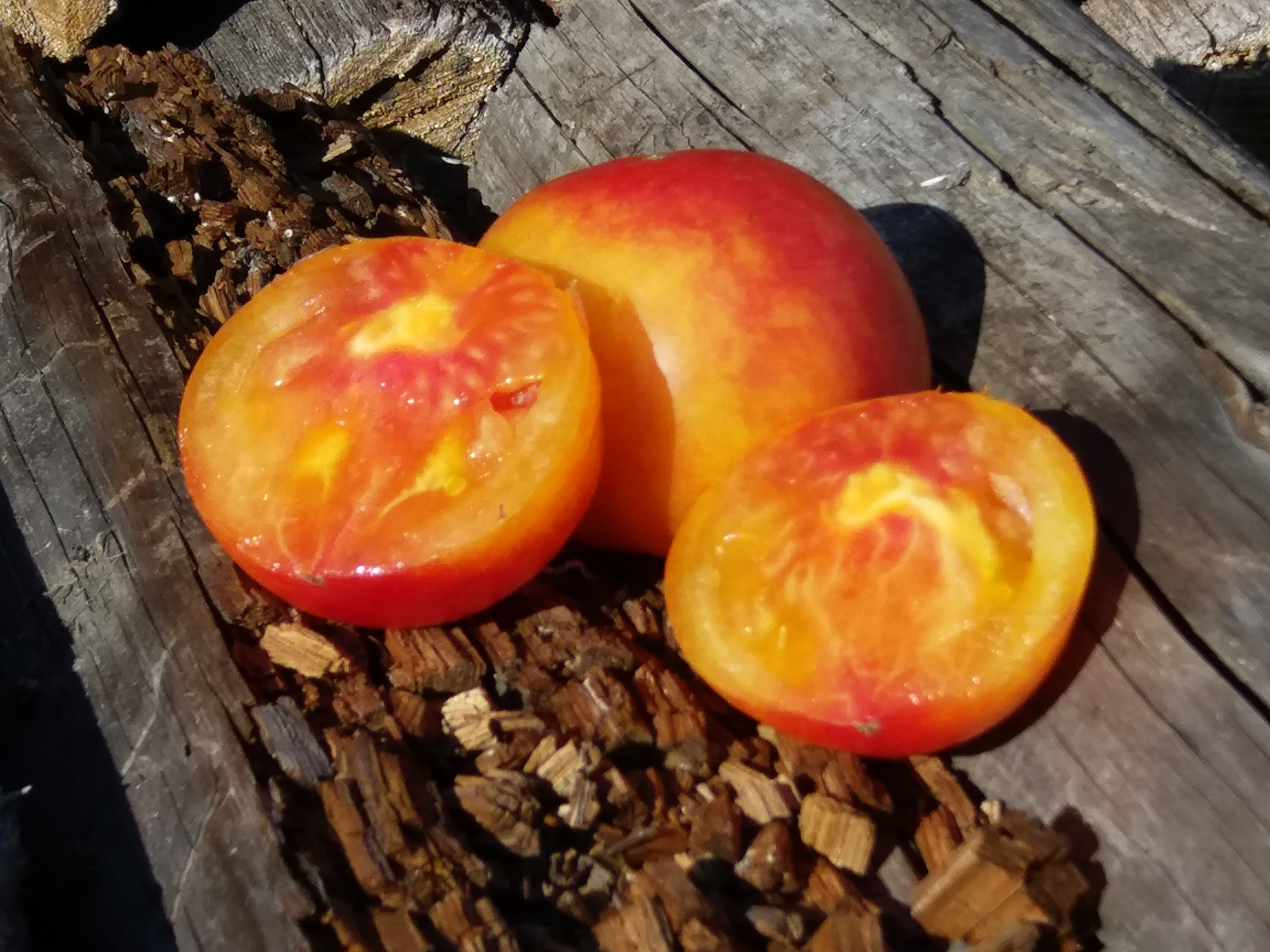 Бизнес идея выращивание помидоров в теплице с расчетами