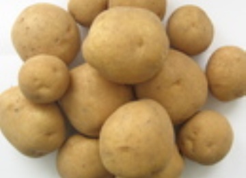 Картофель «серпанок»: описание сорта, фото и основные характеристики украинской картошки русский фермер