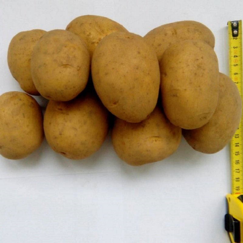 Сорт картофеля гала. картофель гала описание сорта фото