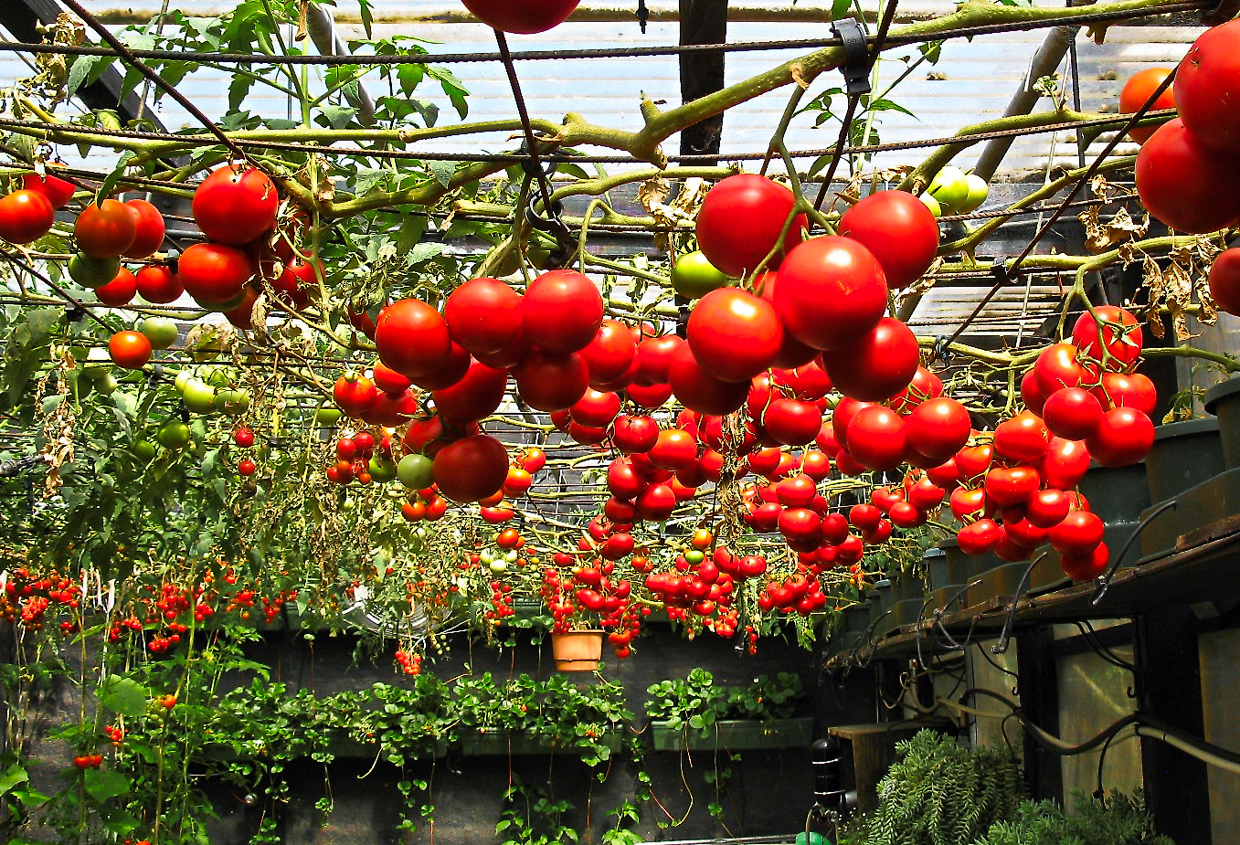 Как выращивать и ухаживать за помидорами в теплице