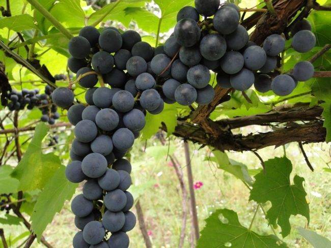 Виноград амурский: описание сорта, посадка и уход, размножение и выращивание