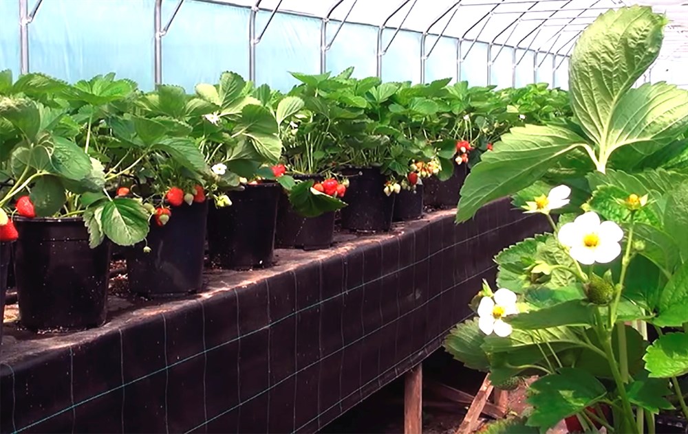 Выращивание клубники в теплице - первый урожай в мае