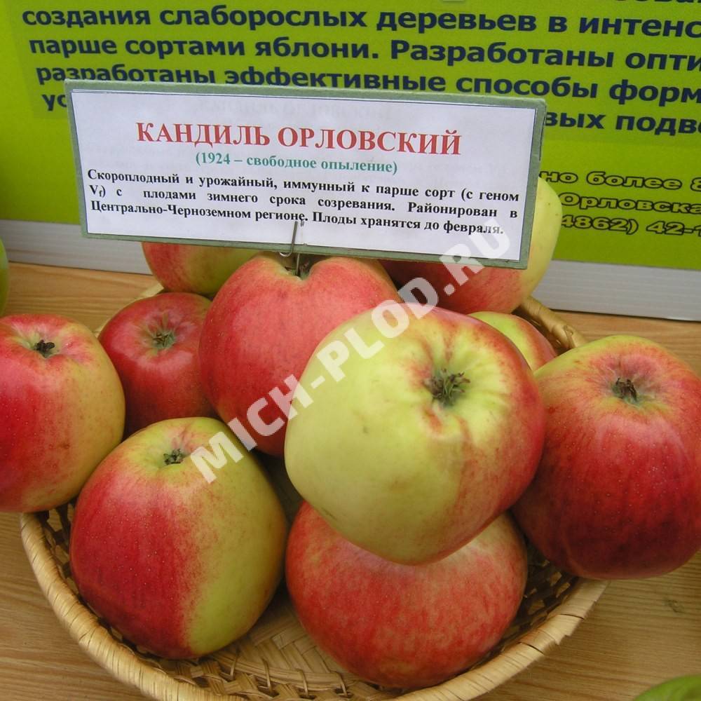 Яблоня яблочный спас — описание сорта, фото, отзывы